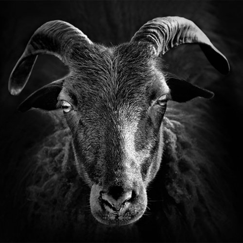 Schwarz-Weiß-Fotografie eines Heidschnucken-Kopfs.